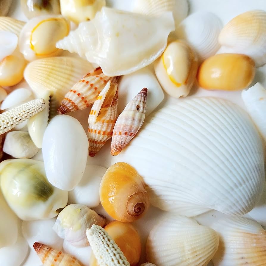 Amazon.co.jp: 【ブルーバイユー】貝殻セット 天然素材 白【150g