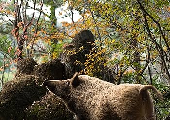 シュタイフ★Wild Boar 10cm★ワイルドボア/イノシシ(ウリボウ)/猪 シュタイフ☆Wild Boar 10cm☆ワイルドボア/イノシシ(ウリボウ