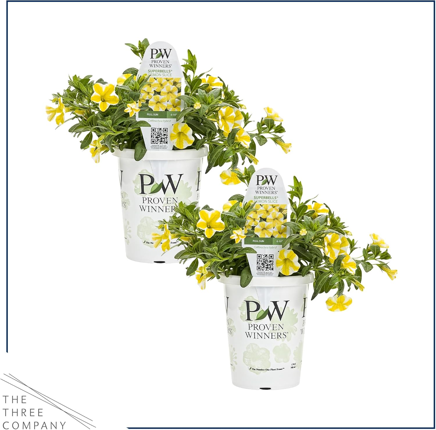 Proven Winners® Calibrachoa Plant - Superbells Lemon Slice - 2 Pack - Annual Flower for Spring & Summer Blooms - 6" Tall x 6" Wide, 1.56 Pt Pot