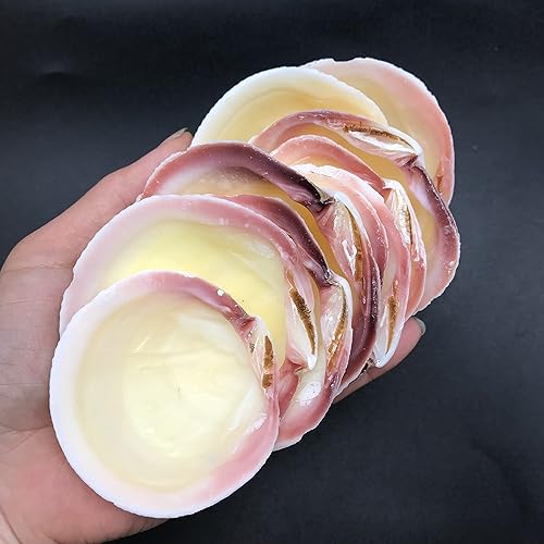 Vista 55 de Conchas marinas Pepperlonely, vieiras de diferentes tamaños