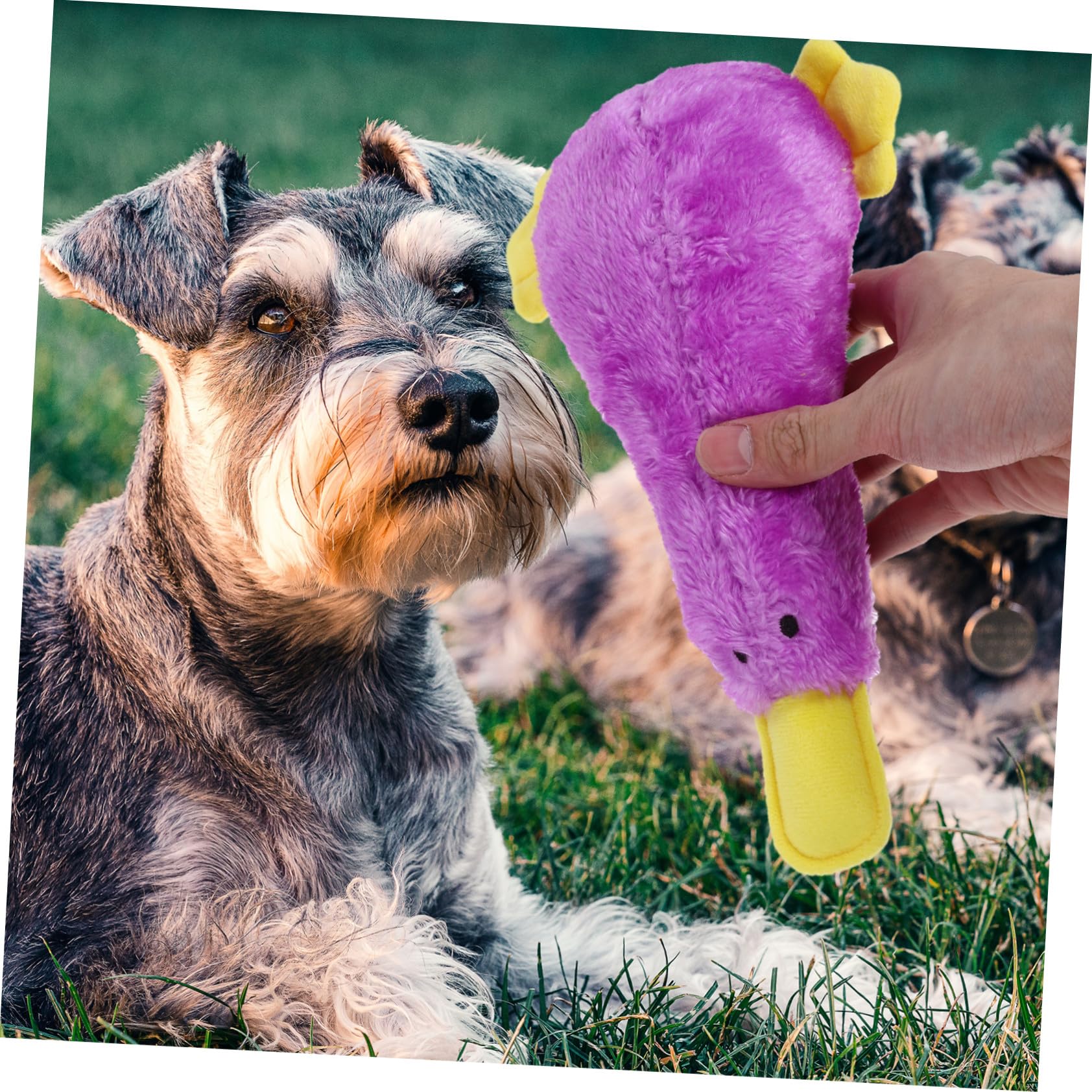 BESTonZON Jouet Peluche Chien Qui Couine Jouet à Mâcher pour Chiot Forme Oiseau Motif Dessin Animé