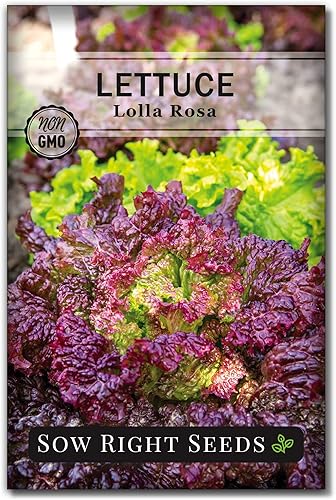 Sow Right Seeds - Semillas de lechuga de hoja roja Lolla Rosa para plantar - Paquete de reliquia sin OMG con instrucciones para plantar un jardín de