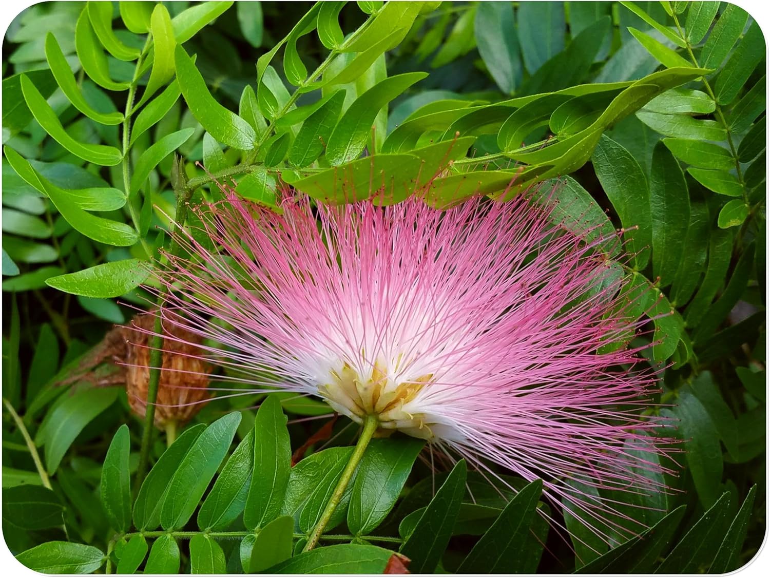 Pink Powder Puff Rose Cascade - Calliandra surinaminsis - Live Tropical Tree Plant - Unusual Flower - 8-12 Inches Tall - 4 Inch Pot
