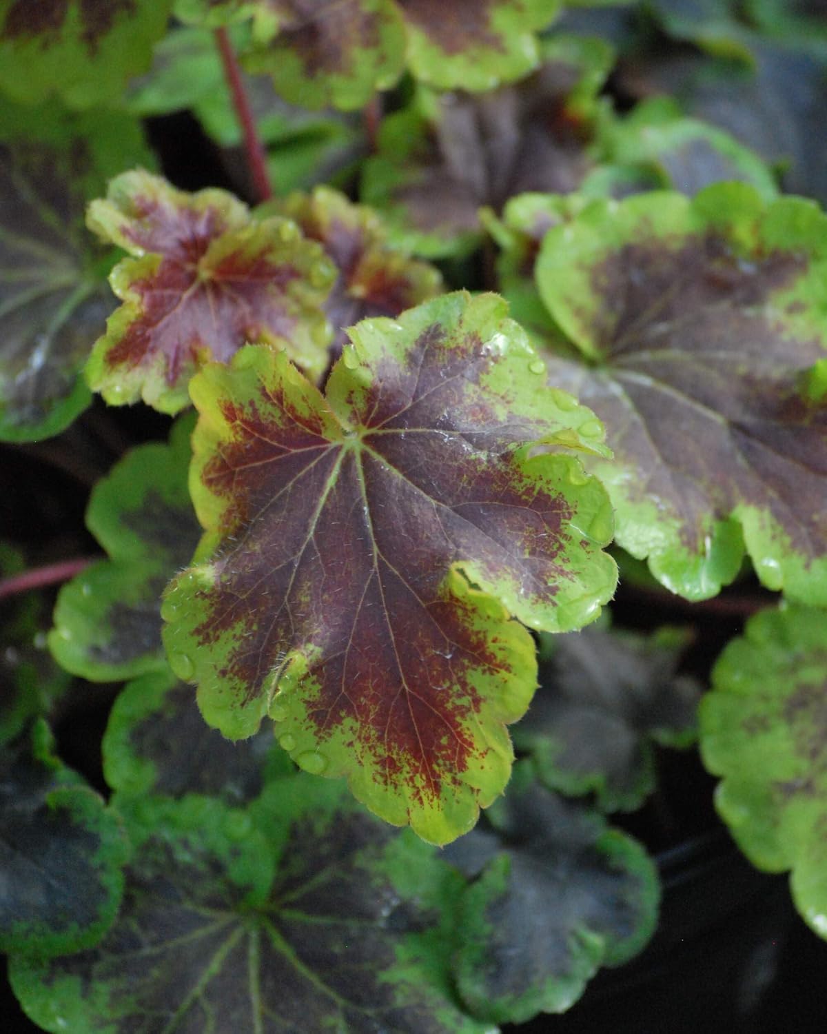Perennial Farm Marketplace Heucherella 'Solar Eclipse' (Foamy Bells) Perennial, Size-#1 Container, D