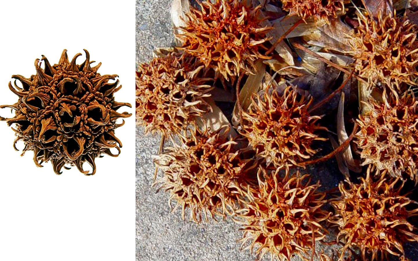 50 - Sweet Gum Pod Ball. Witch's Burr, Sweet Gum Ball's for Craft Decor