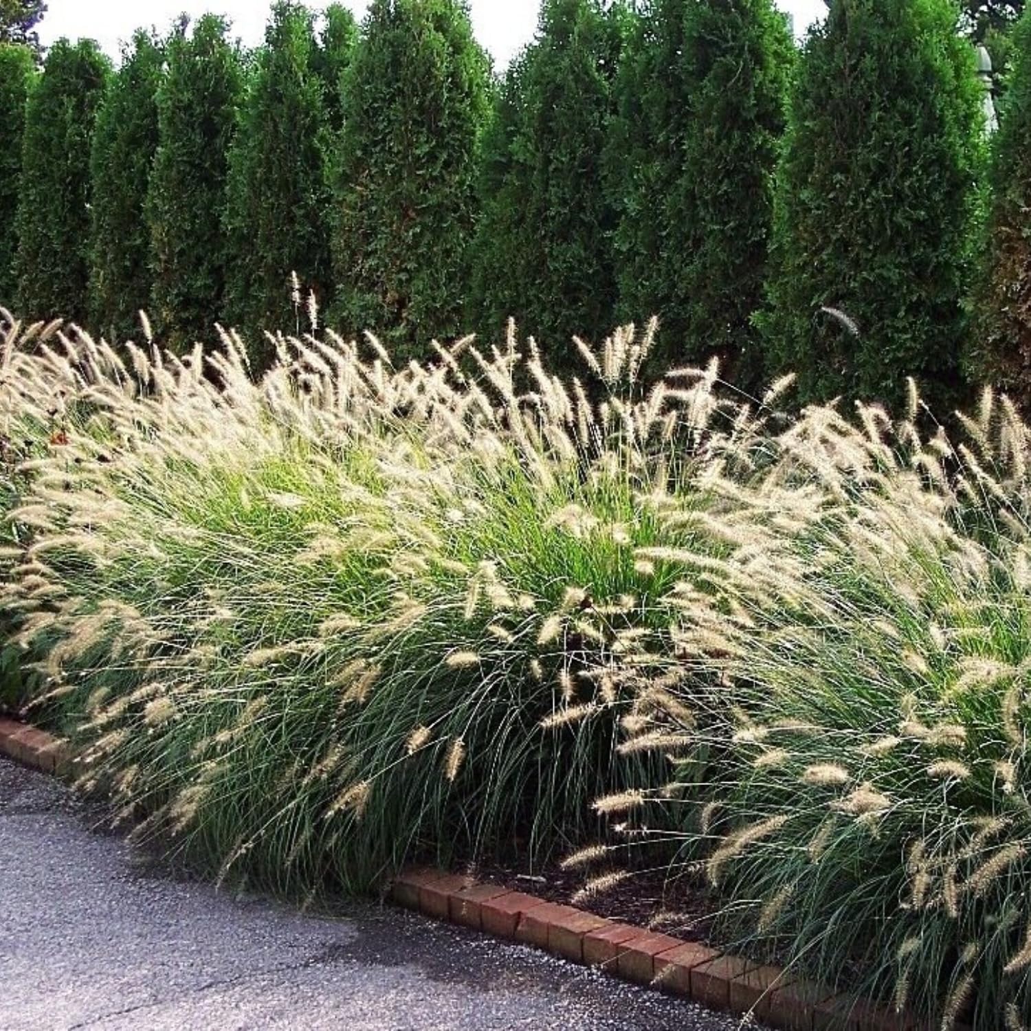 1 Hameln Dwarf Fountain Grass Plant Live for Planting, Dwarf Grass Perennial Garden 4 Inch Pot
