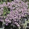 Outsidepride Mother of Thyme Creeping Thyme Seeds - 10000 Pcs Perennial, Fragrant, Drought Tolerant Ground Cover Seeds for Planting Lavender Flowers in Pathways & Pollinator-Friendly Landscaping