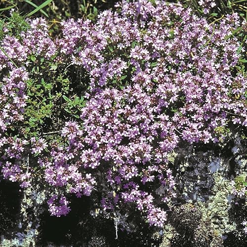Outsidepride Plantas de cobertura de suelo enanas de tomillo rastrero perenne Thymus Serpyllum - 10000 semillas