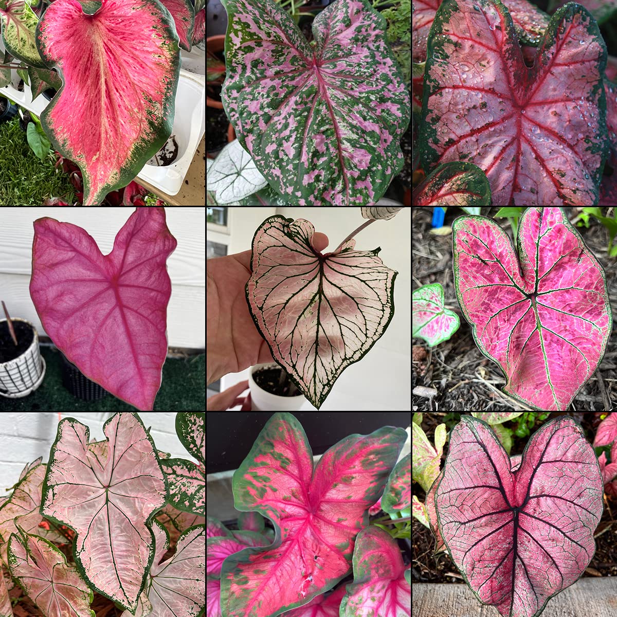 Pink Caladium Bulb Mix