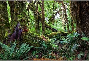 Forest Photography Backdrop Natural Rainforest Landscape