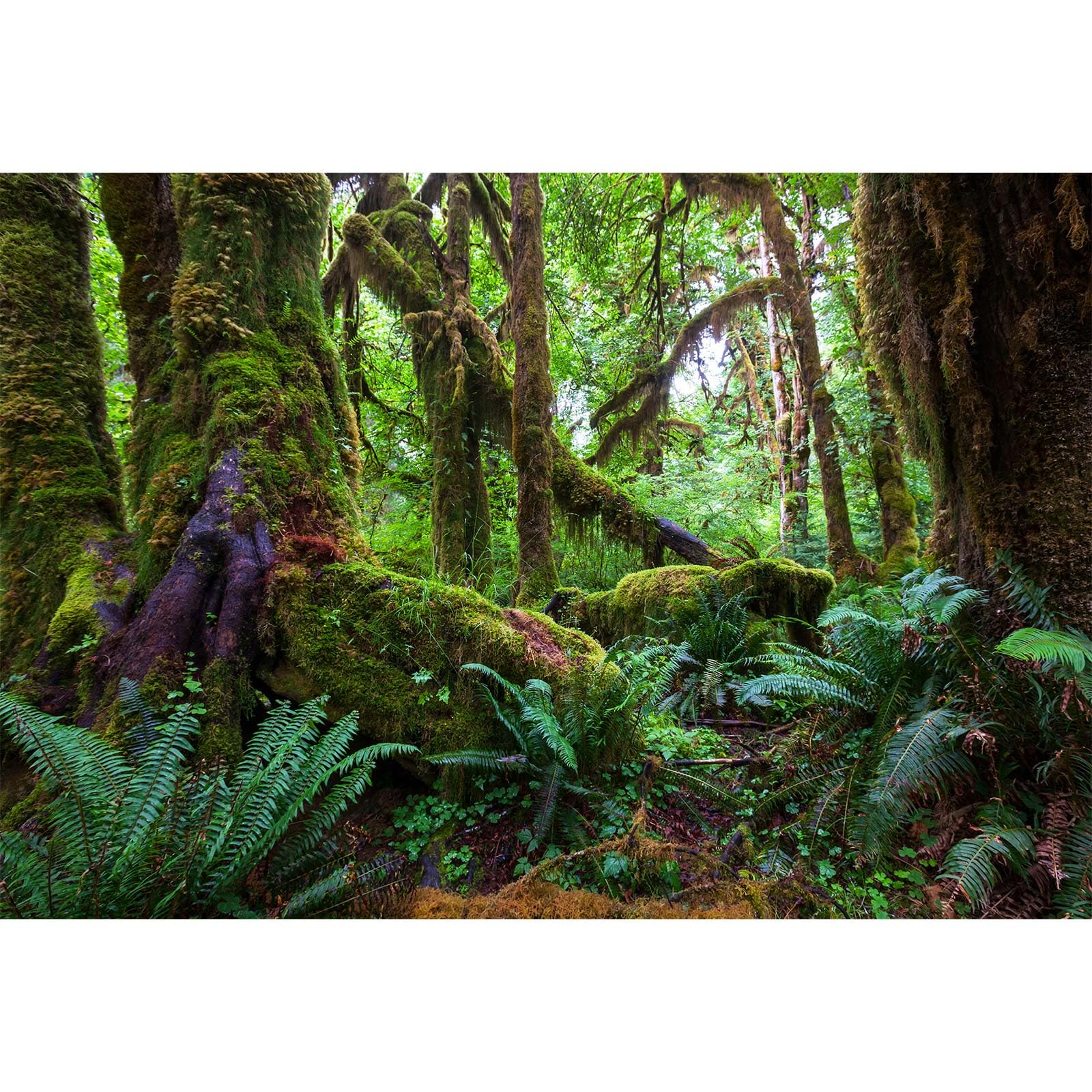 Forest Backdrop Natural Rainforest Landscape Photography Background Outdoorsy Camping Theme Party Spring Mysterious Jungle Theme Party Background