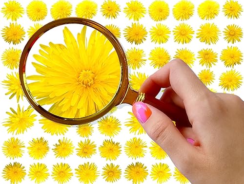 Miniatura 3 de Pegatinas para uñas (5 hojas) FLONZNAIL Spring Dandelion Real Photo Wild Flowers Meadow Vintage Style