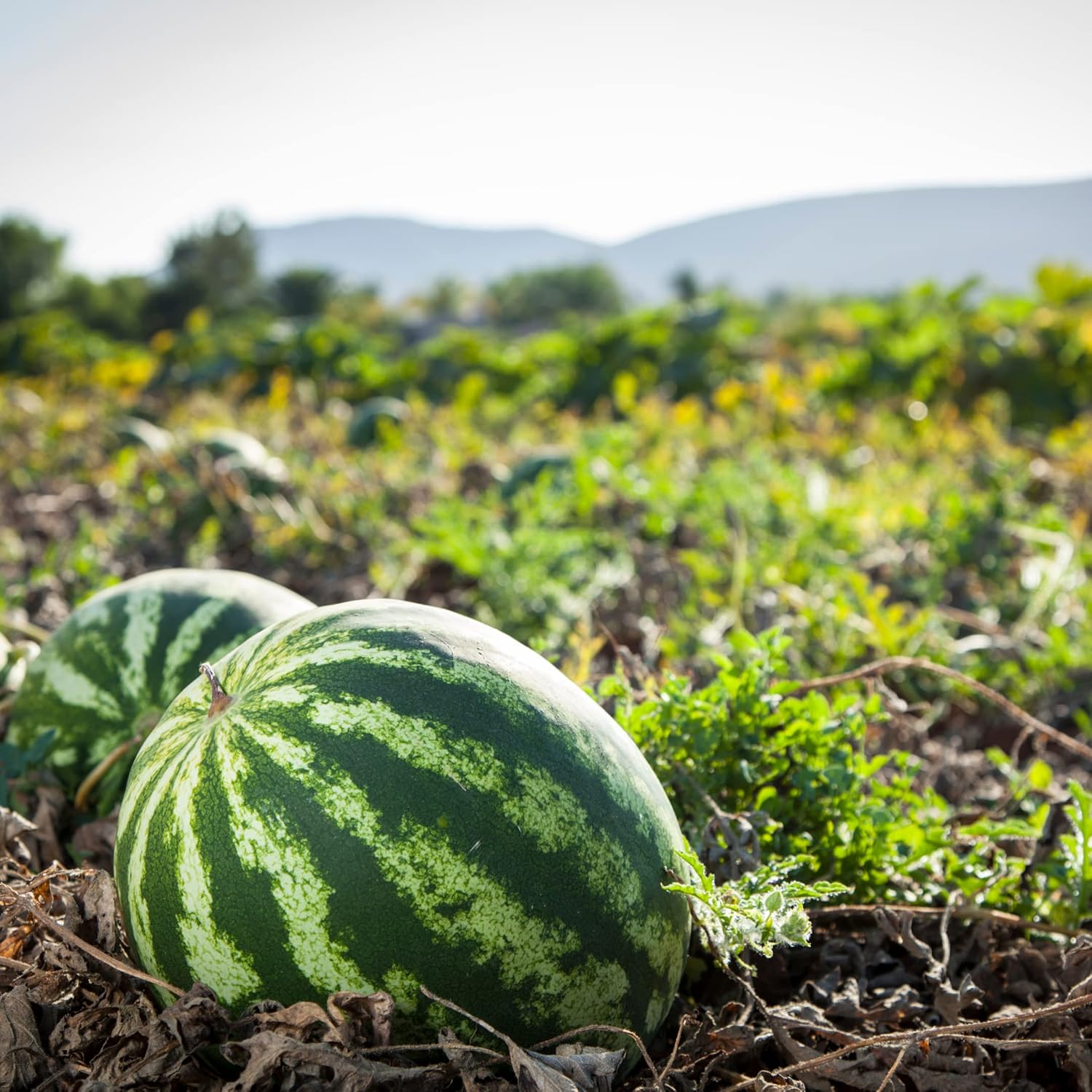 Park Seed Variety of Watermelon Fruit Seeds, Plant Seeds, Easy to Grow, Perfect for Harvesting, Mambo Hyrbid, Pack of 10