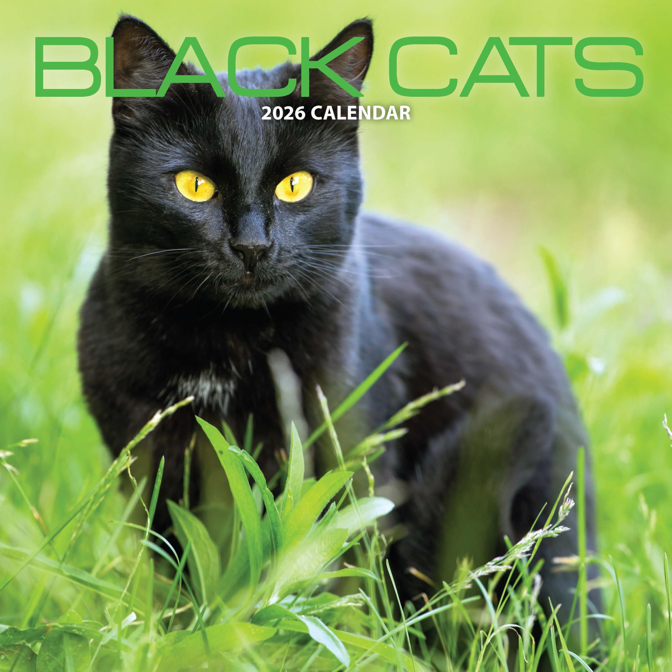 Black Cat 2026 Calendar