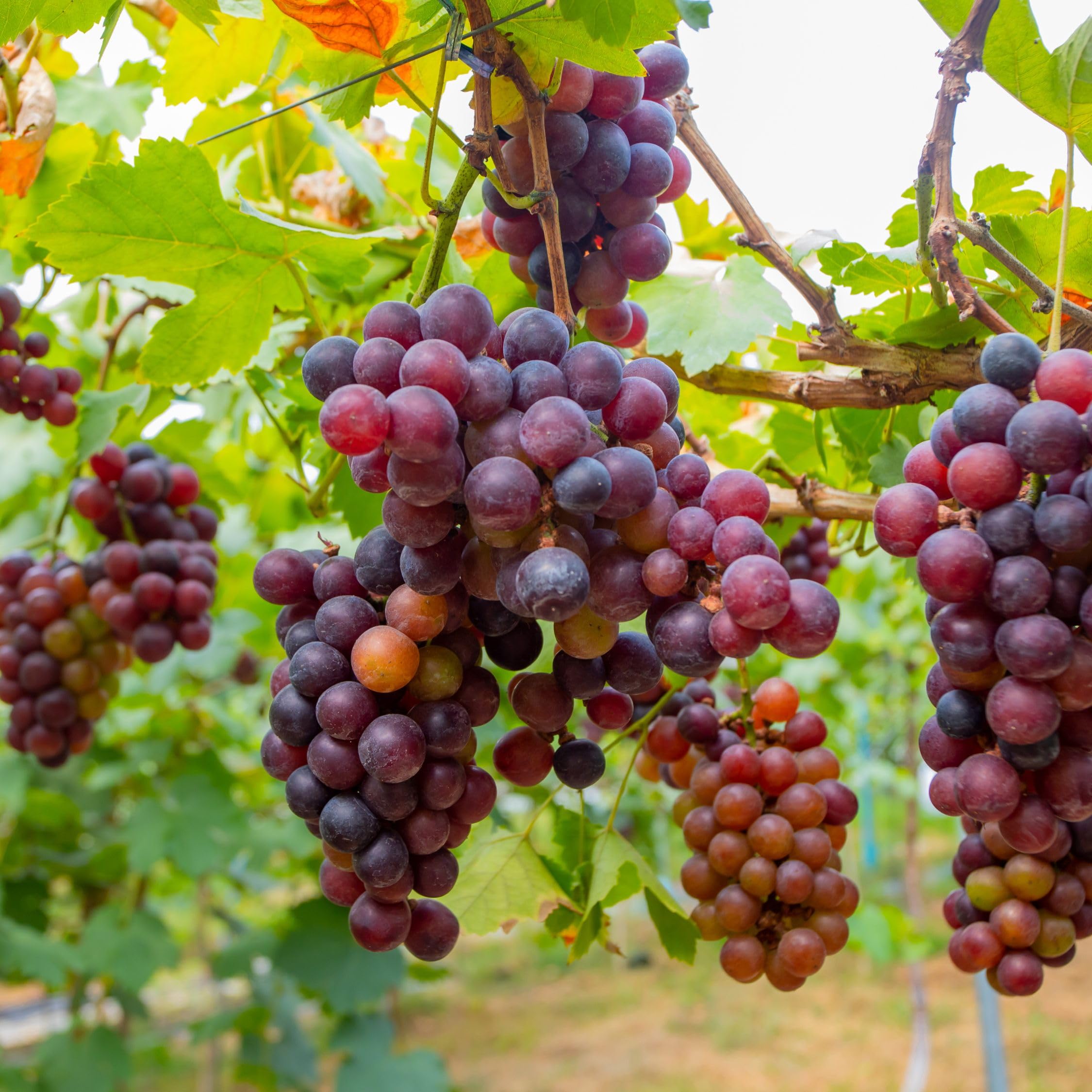 Plant in a Box - Plants de raisin - Mélange de 3 - Vitis Vinifera - Vigne 'Cabernet franc', 'pinot gris', 'Chardonnay' - Pot 9cm - Hauteur 25-40cm
