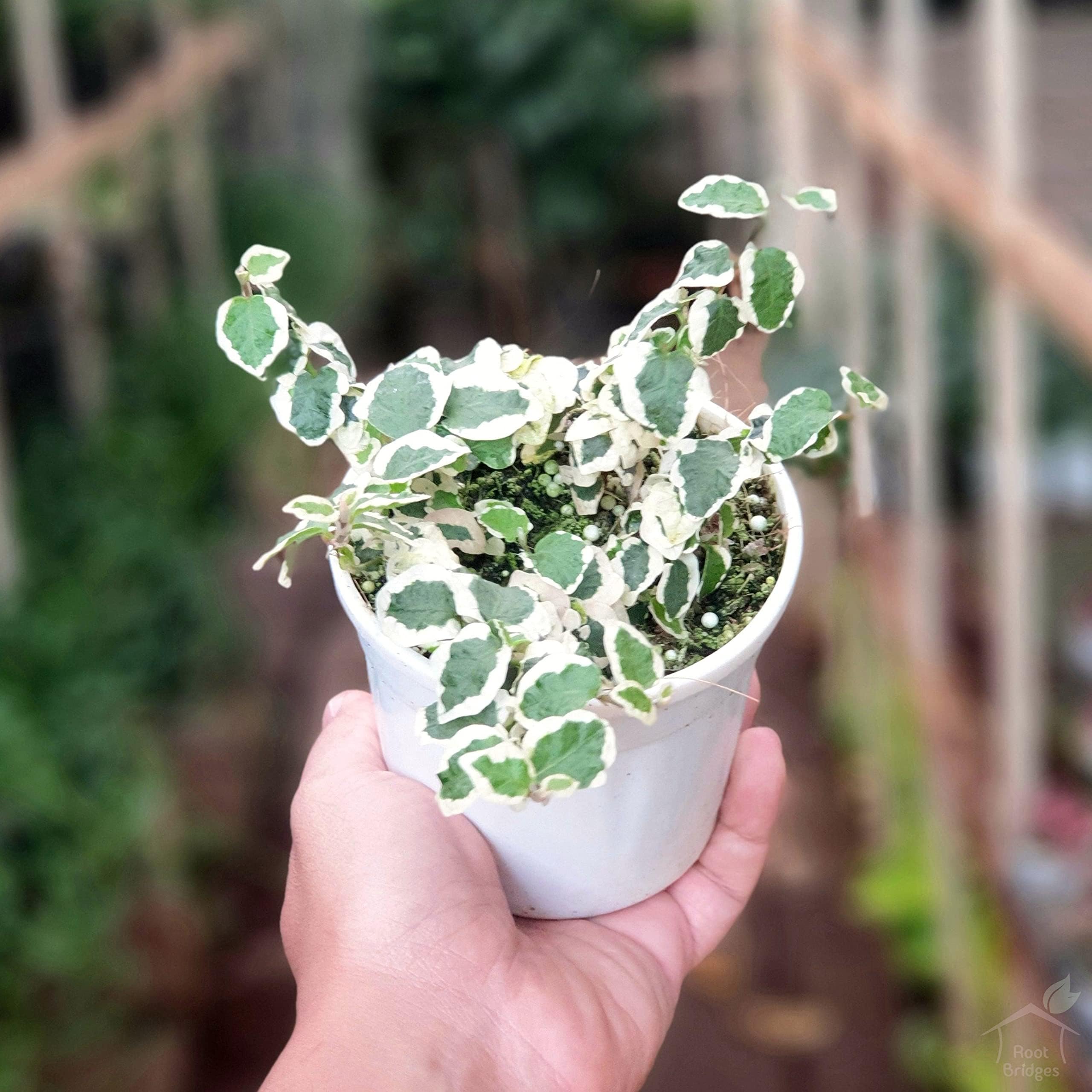 Root Bridges Ficus Pumila Plant (Pot Included)