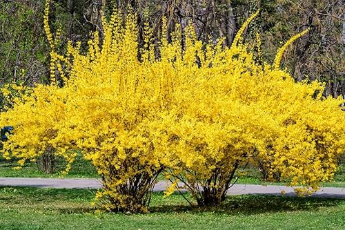 Semillas de arbusto de Forsythia llorón para plantar (50 semillas) - Forsythia suspensa - Impresionantes flores amarillas