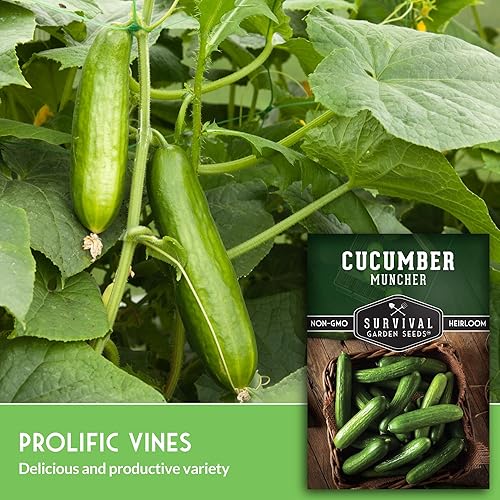 Miniatura 3 de Paquete de 3 semillas de pepino Muncher para plantar, paquete con instrucciones para cultivar pepinos en rodajas sin eructos en tu huerto casero,