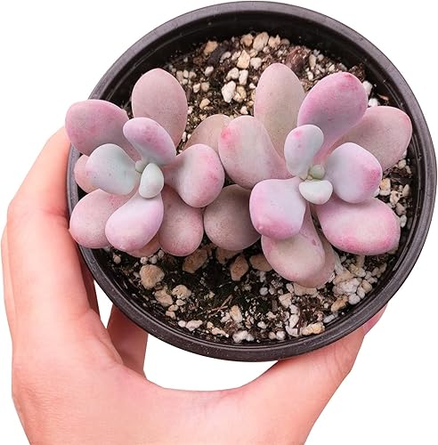 Miniatura 3 de Succulents Box Moonstones Pachyphytum (4 pulgadas) Suculenta viva rara y saludable