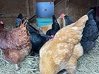 Review Image by dawn dawn