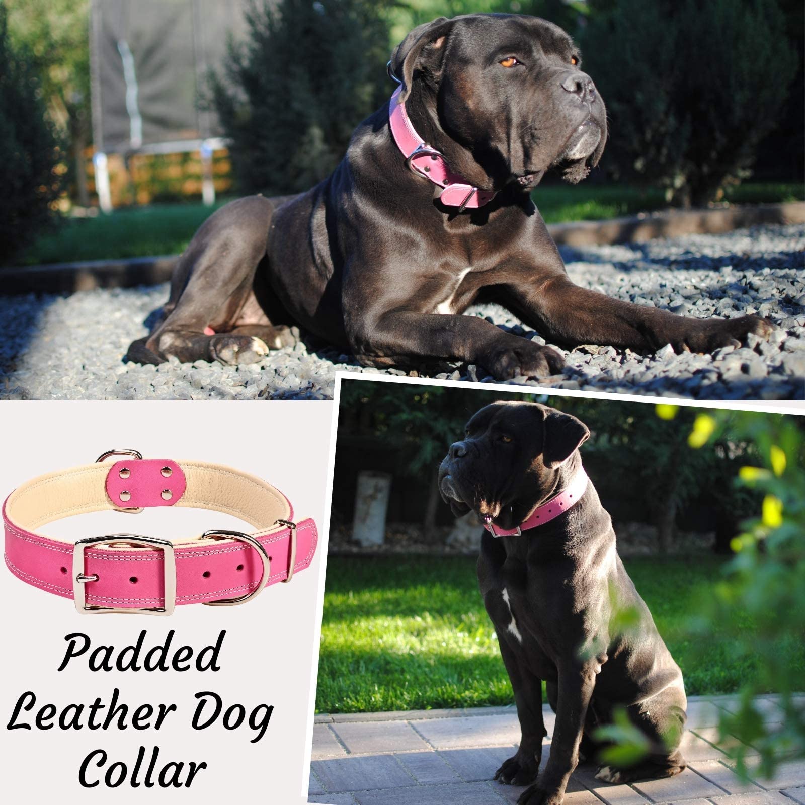 ADITYNA Collar de perro de cuero rosa de alta calidad para perros extra grandes, collar de perro acolchado con 100% piel auténtica, collares de perro grandes suaves y fuertes (rosa, XL)