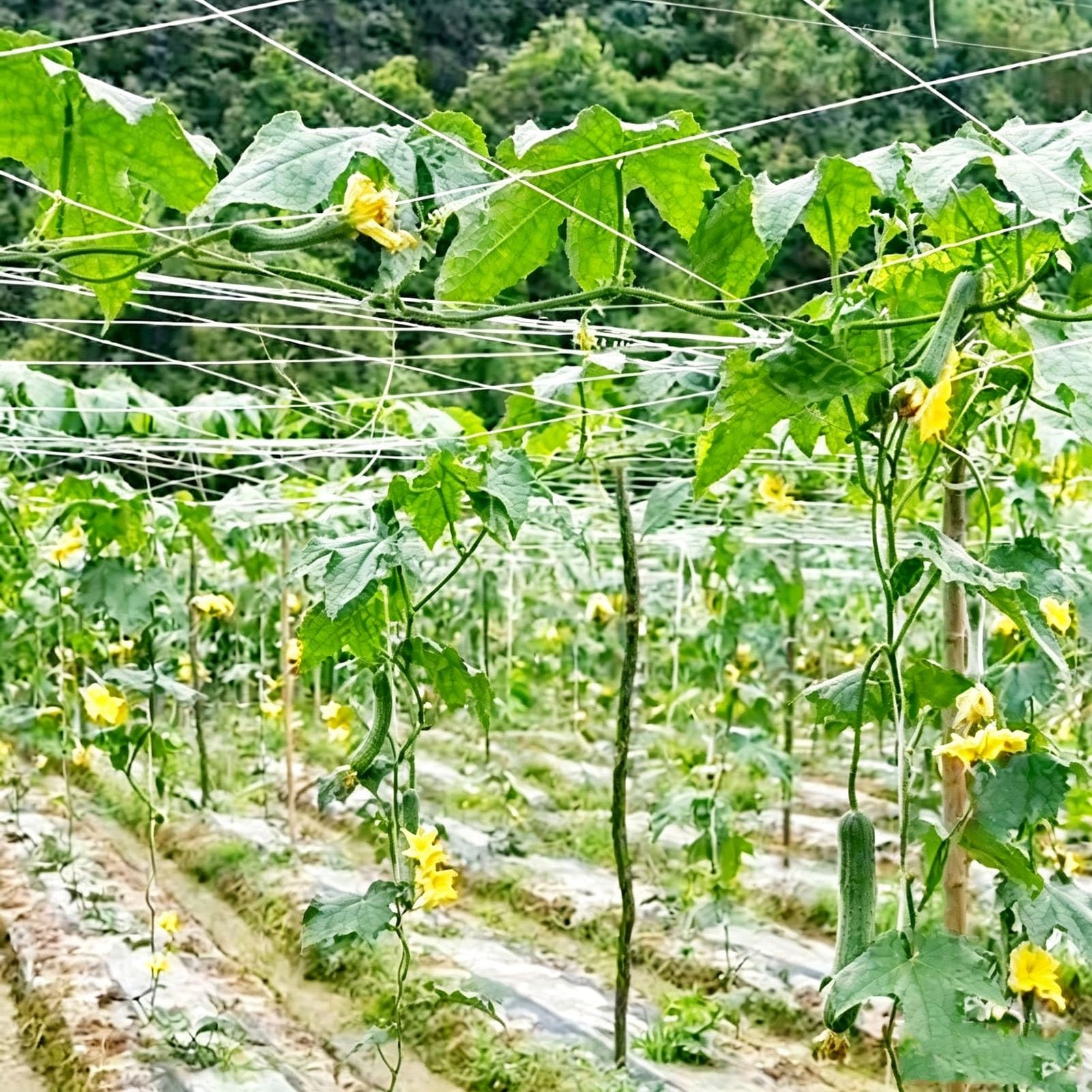 Malla para Seto Verde Uvas, Malla para Cerco Jardín, HDPE