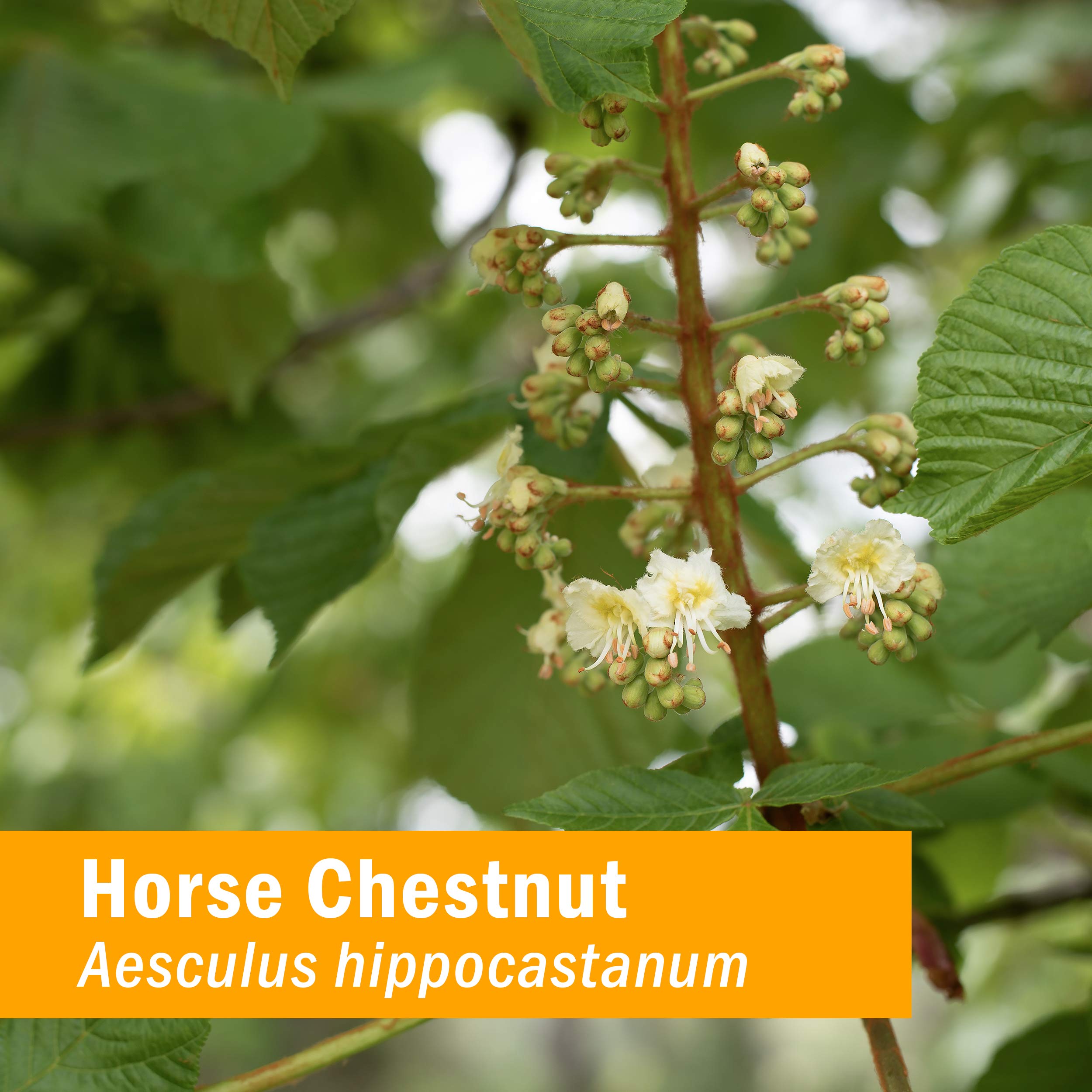 Herb Pharm Vein Health Liquid Herbal Formula for Cardiovascular and