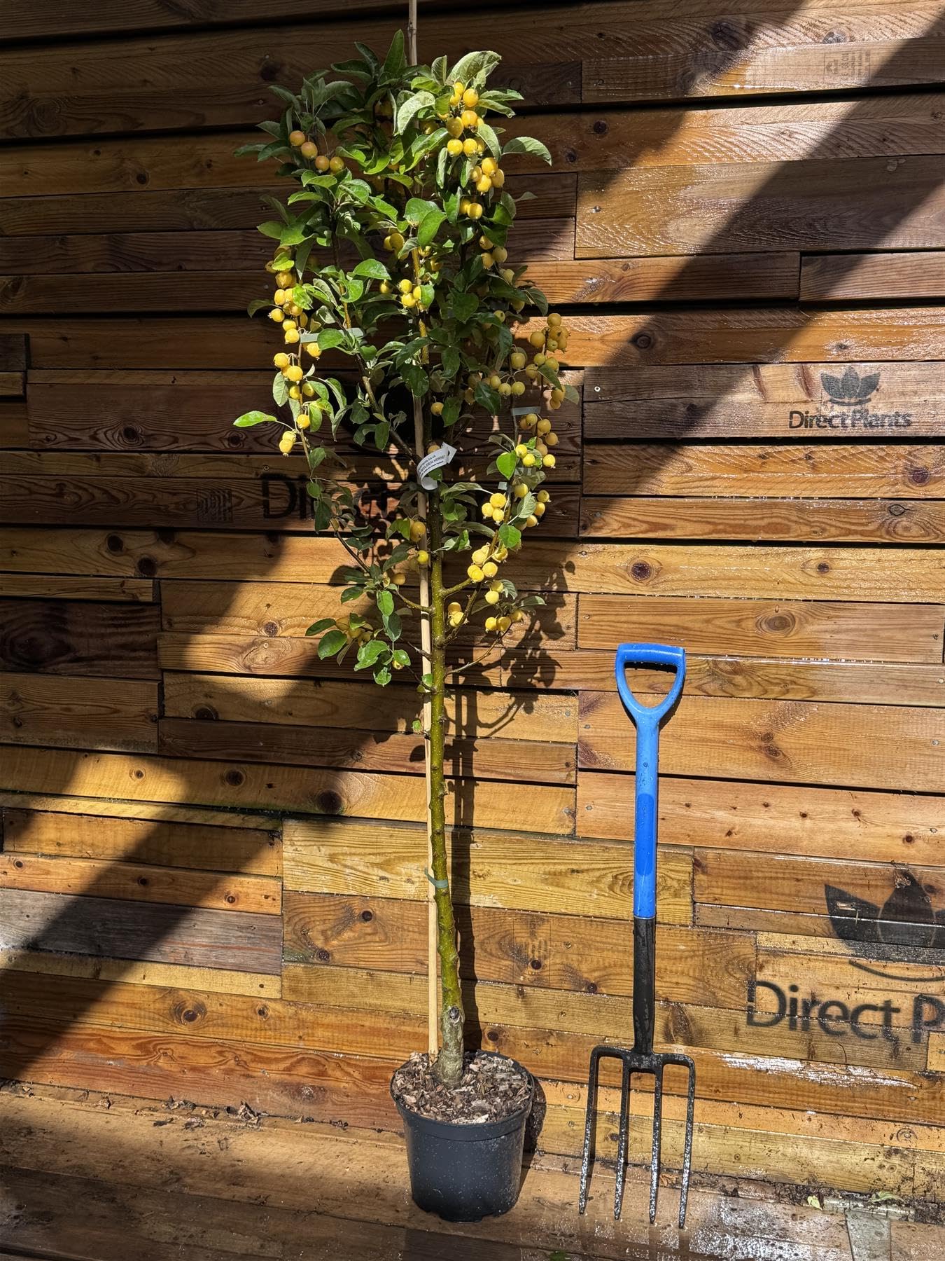 Direct Plants Malus x Zumi Golden Hornet Crab Apple Tree 5-6ft in a 7.5 Litre Pot