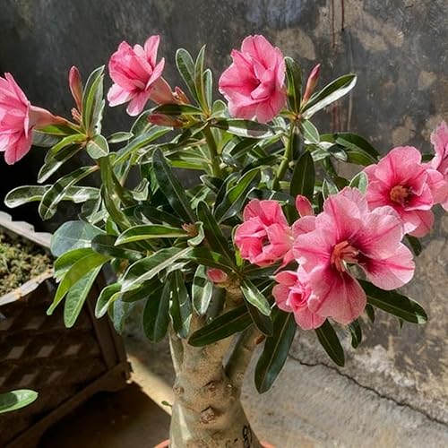 Miniatura 4 de Semilla de rosa del desierto para plantar, 100 semillas mixtas de Adenium Somalense, plantas de flores arbustivas, rosa del desierto sin OMG para