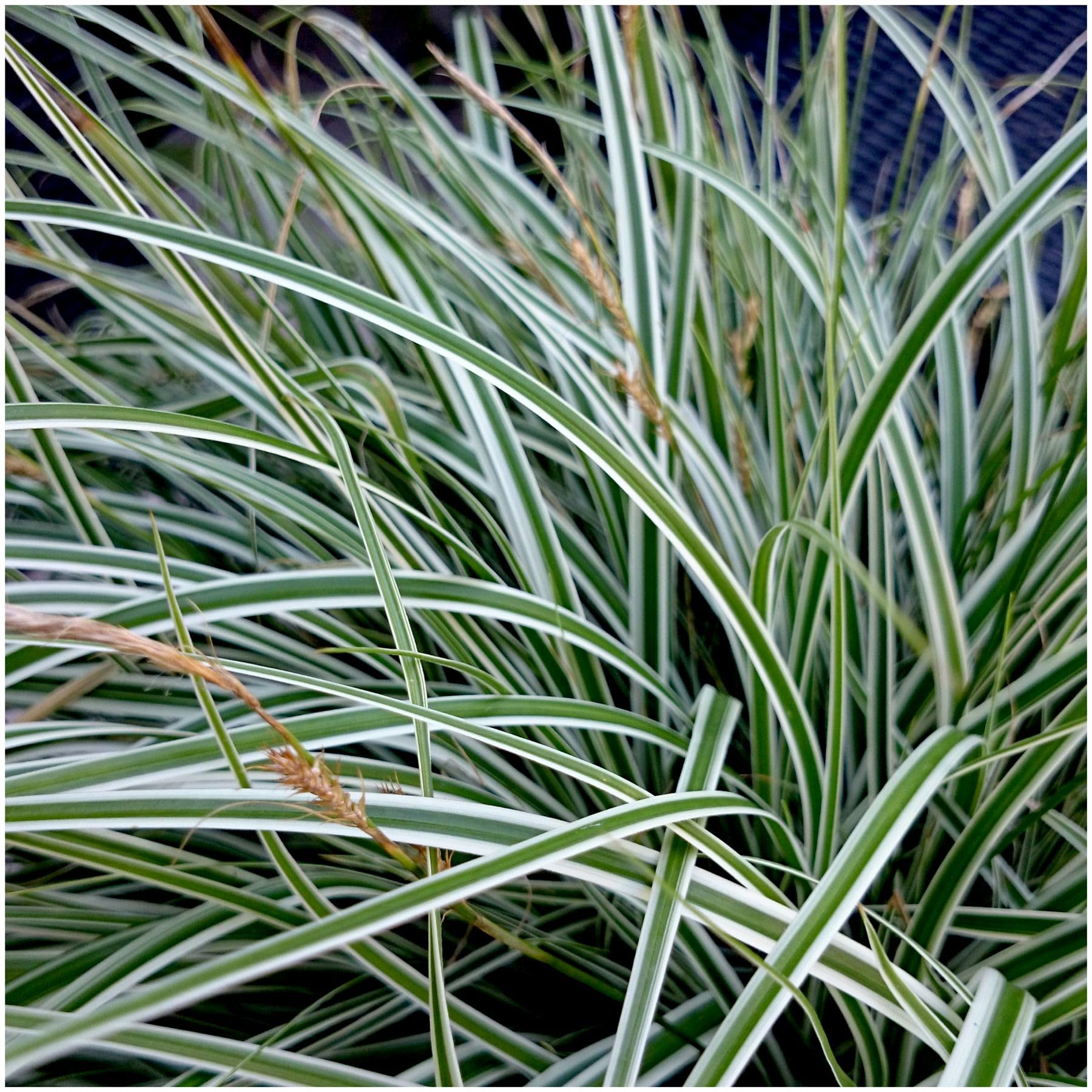 GrowOn Shrubs Carex Oshimensis 'Everest' Japanese Sedge Ornamental Grass | Evergreen Plant | Outdoor Garden Ready Plant