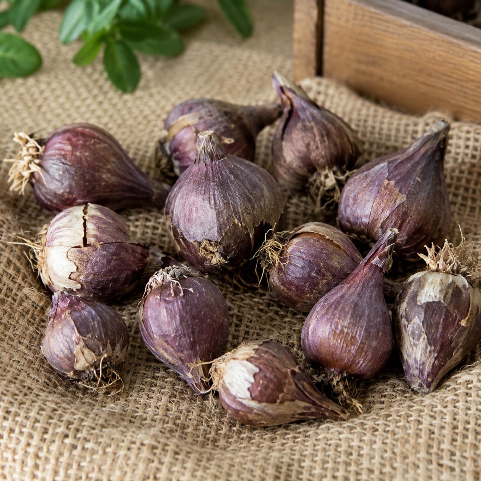 -Nachhaltige Geschenke-Sehr Exklusiv-Super Kollektion- Schnell-Wachsend-Exotische -15Allium-B