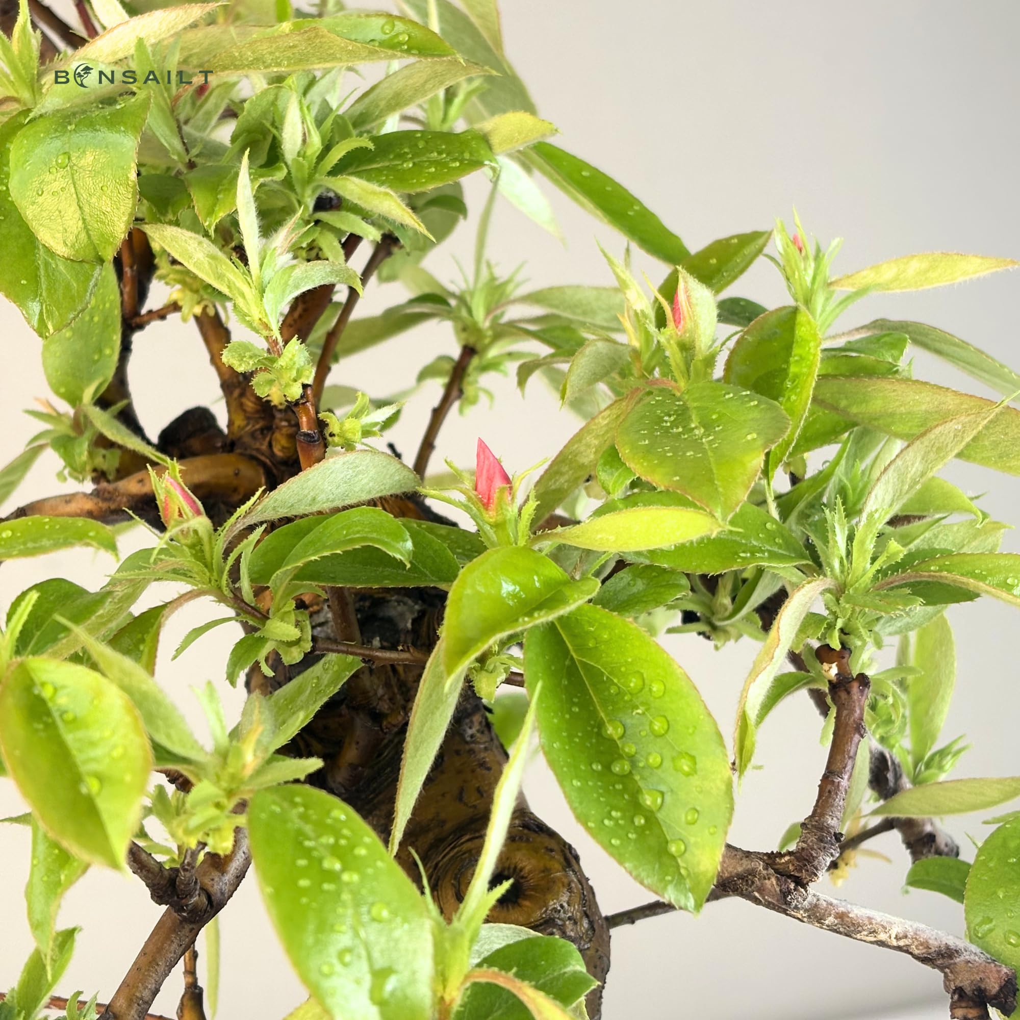 Chinesische Quitte Bonsai – Pseudocydonia sinensis – Outdoor Bonsai Baum – Blühender & Fruchttragender Bonsai – Premium Qualität