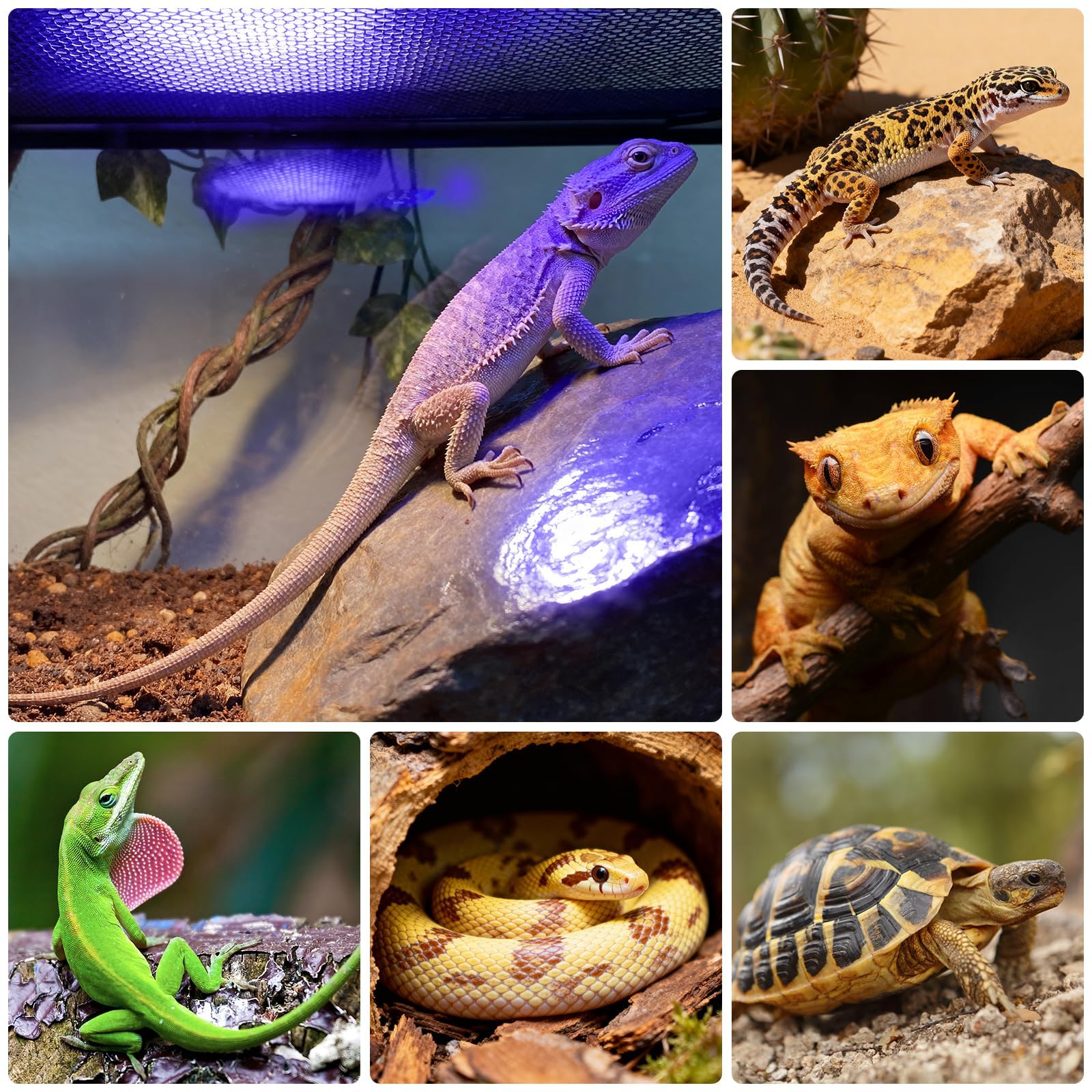Lampe UVB pour Reptiles, Lampe pour Reptiles avec Minuterie à Cycle 3-6-12 et 3 Niveaux de Luminosité, Lampe UVA/UVB à Spectre Complet pour Tortues, Dragons Barbus et Serpents