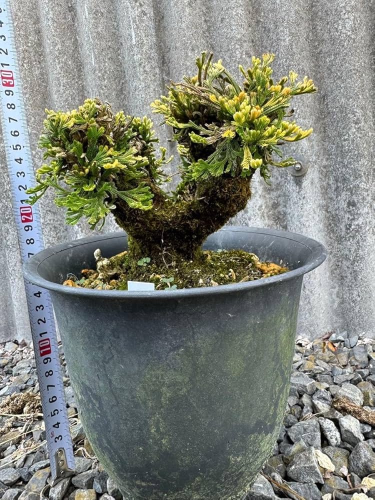 20年物 岩松 イワヒバ 岩ヒバ 盆栽 山野草 高山植物 294 20年物