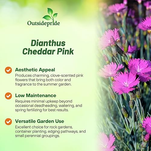 Miniatura 3 de Outsidepride Dianthus Cheddar Pink Plantas de cobertura del suelo de bajo crecimiento - 2000 semillas
