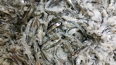 salted minnows