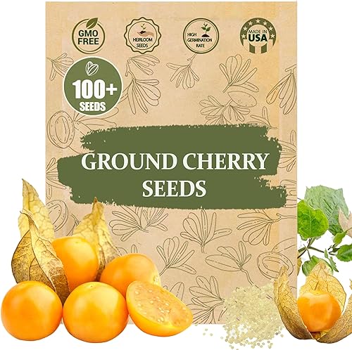 Semillas de grosella espinosa Cape Premium (Physalis peruviana) Más de 100 semillas de reliquia sin OMG para plantar Cerezas molidas dulces y
