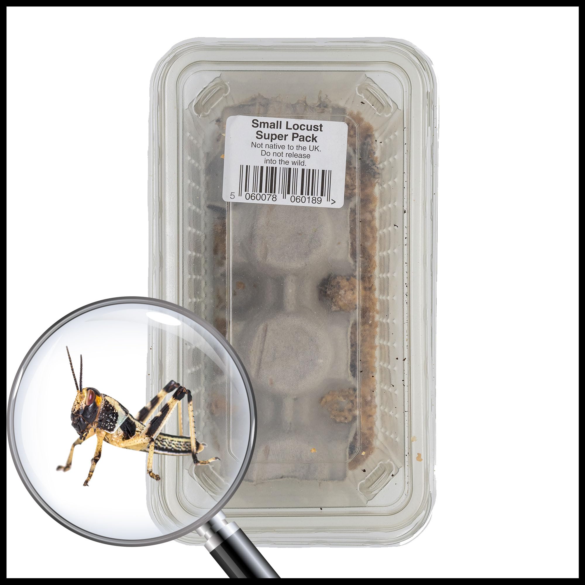 Livefoods4u Small Locust Live Food (10-12mm) Super Tub of 40 - Perfect for Reptiles and Lizards - Sustainably bred