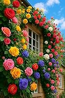 EquSym 200+ Climbing Rose Seeds Mixed 6 Colors - Non-GMO Perennial Vines for Arches, Fences, Trellises & DIY Garden Landscaping