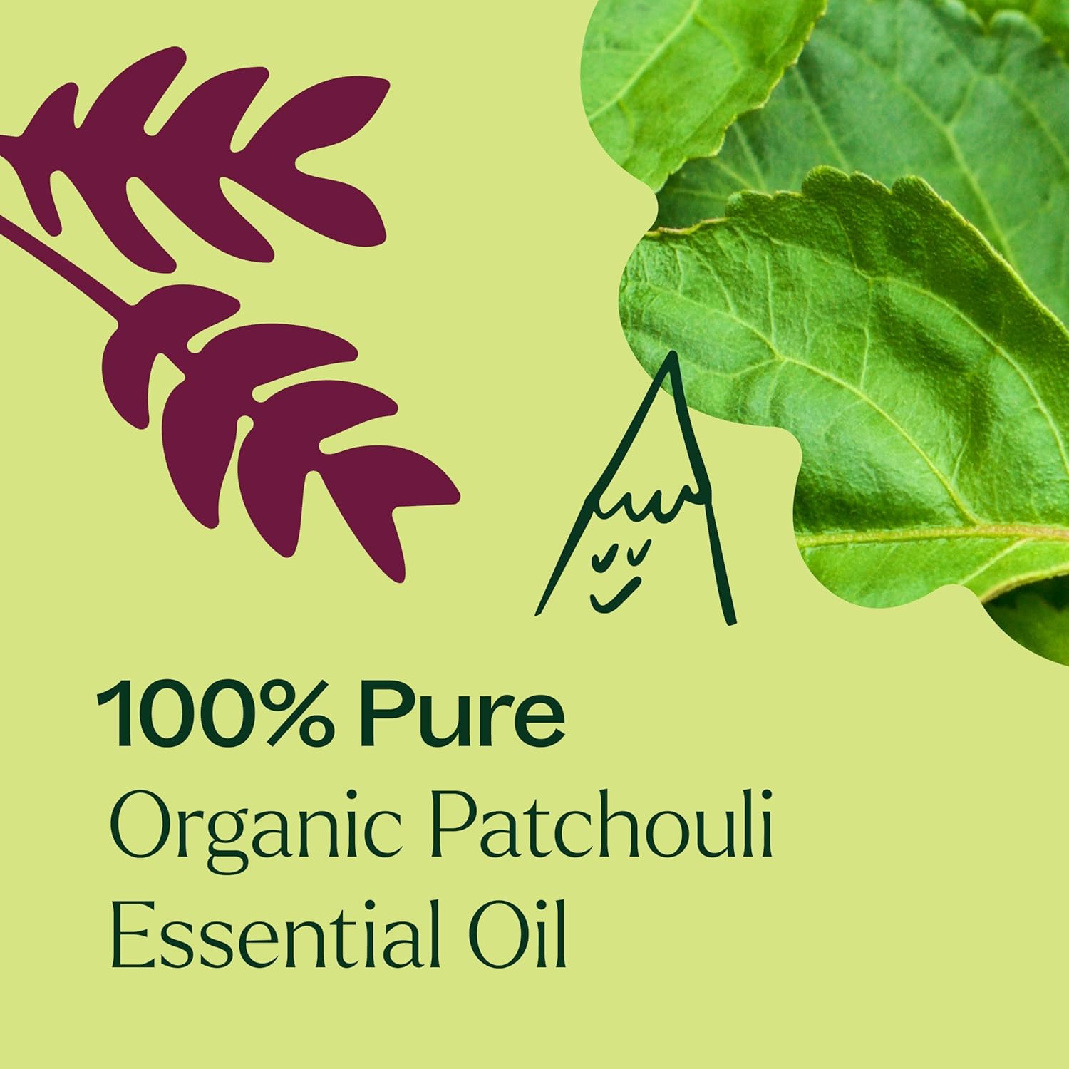 Plant Therapy Organic Patchouli Essential Oil 10 mL (1/3 oz) 100% Pure, Undiluted, Therapeutic Grade - Image 5