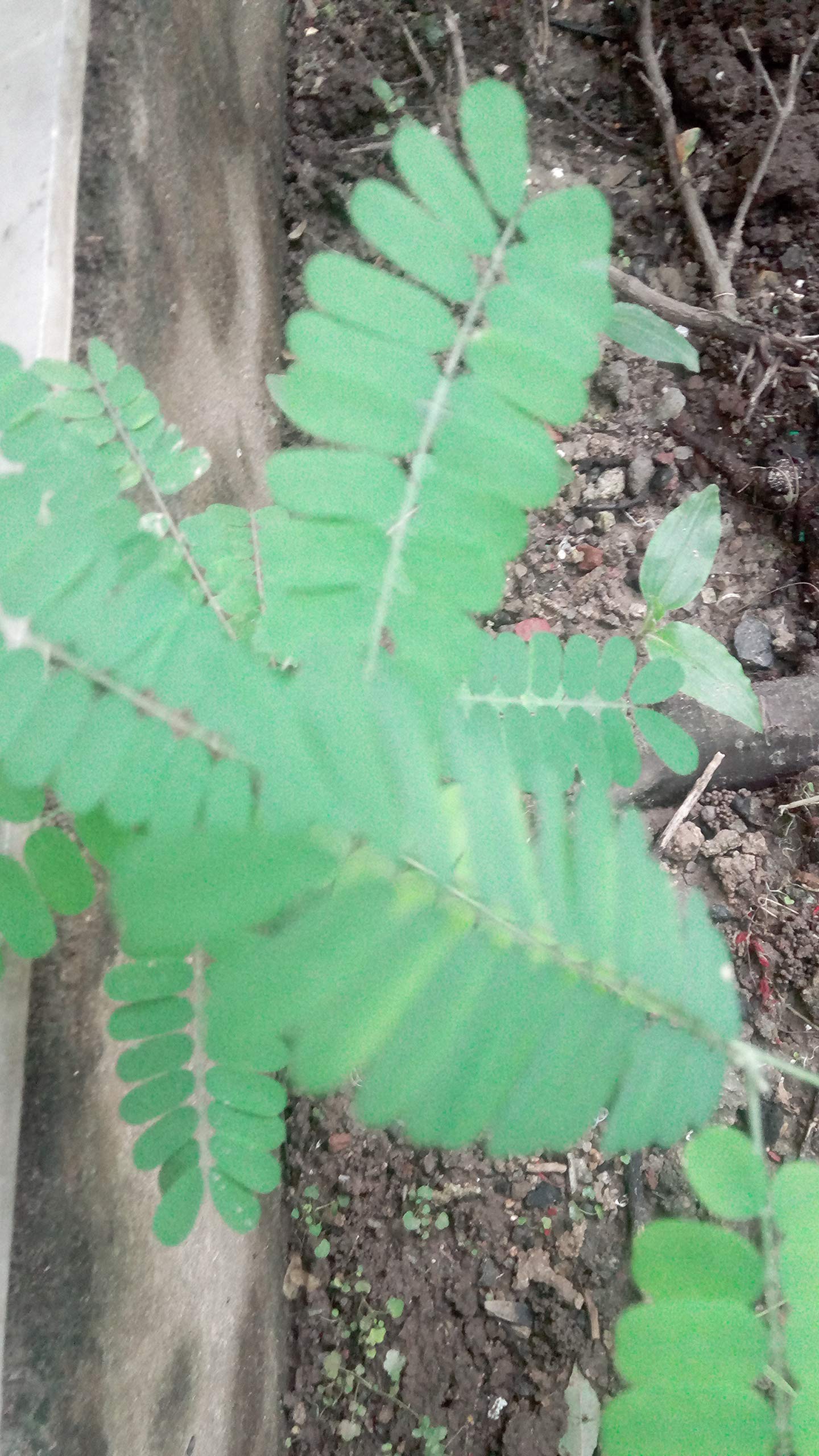 See full amazon price history chart for Lal Gunja Plant/Red Gunja Plant Lal Gunja Plant/Red Gunja Plant (B08K46Y8LD) Amazon Price History, Amazon Price Tracker