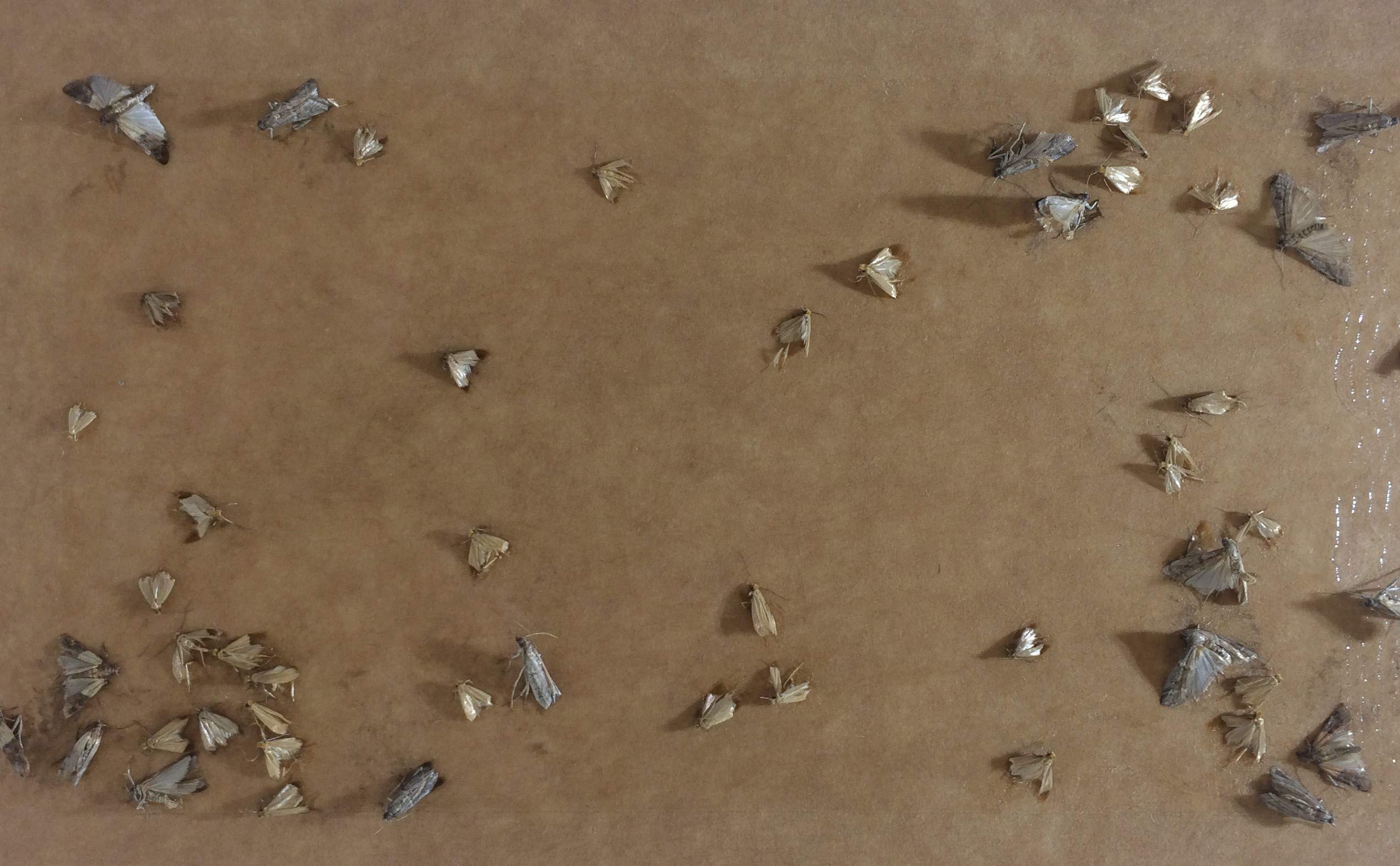 ARIES 2 Refill Set for Motlock Moth Box Moth Trap for Clothes Moths