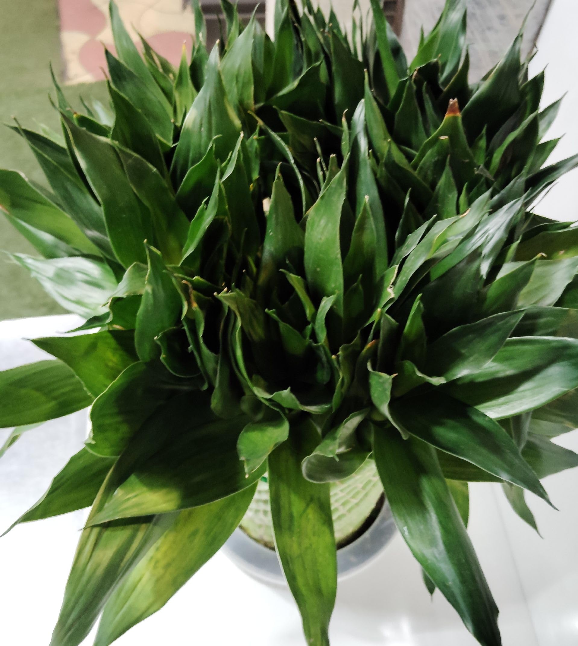 Lucky Bamboo Lotus Bonsai Plant with POT | Indoor Live Plants for Living Room & Desk Decor | Feng Shui Plant| Pack Of 1 With Pot-image-22