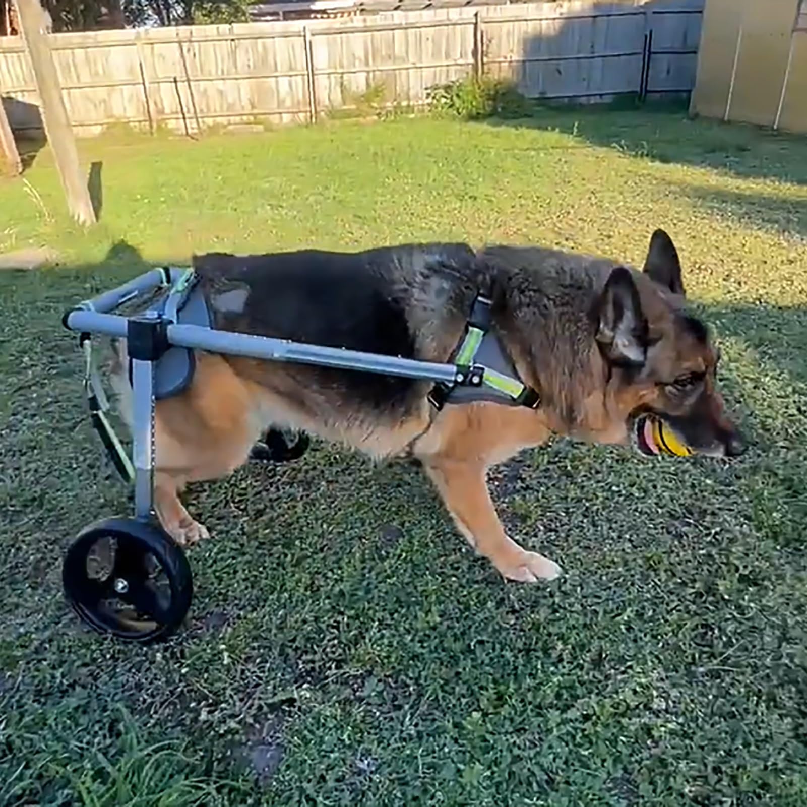 Soporte de cadera para perro – Soporte de pierna trasera ajustable para artritis, displasia de cadera y recuperación postoperatoria, ayuda de movilidad para mascotas con problemas de caminar