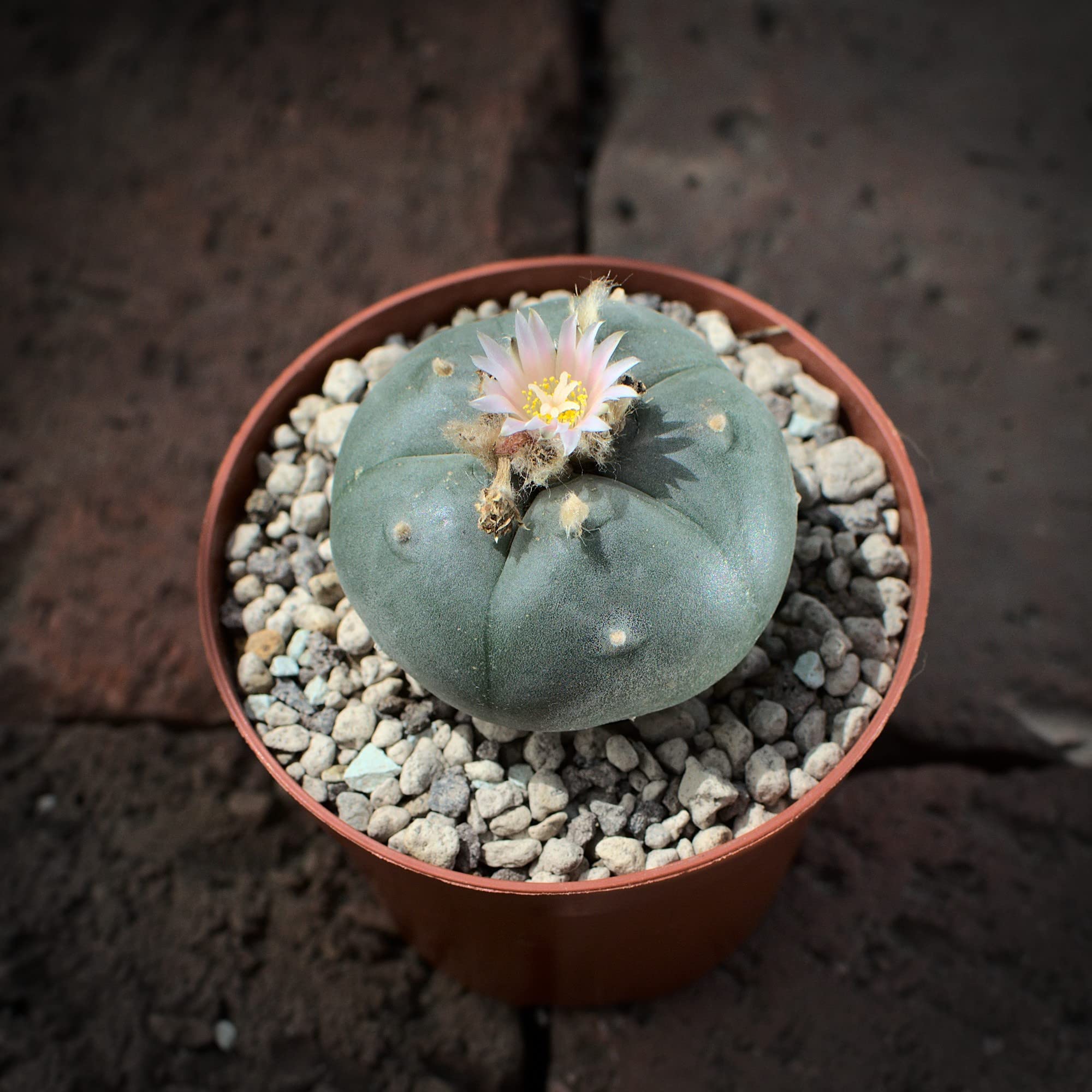 Lophophora williamsii, peyote 5cm