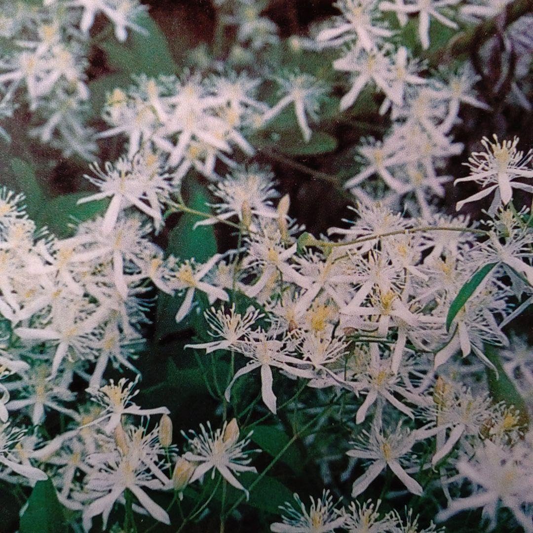 *handmaid＊mimosa*　クレマチス苗 Amazon｜クレマチスの苗｜観葉植物 オンライン通販