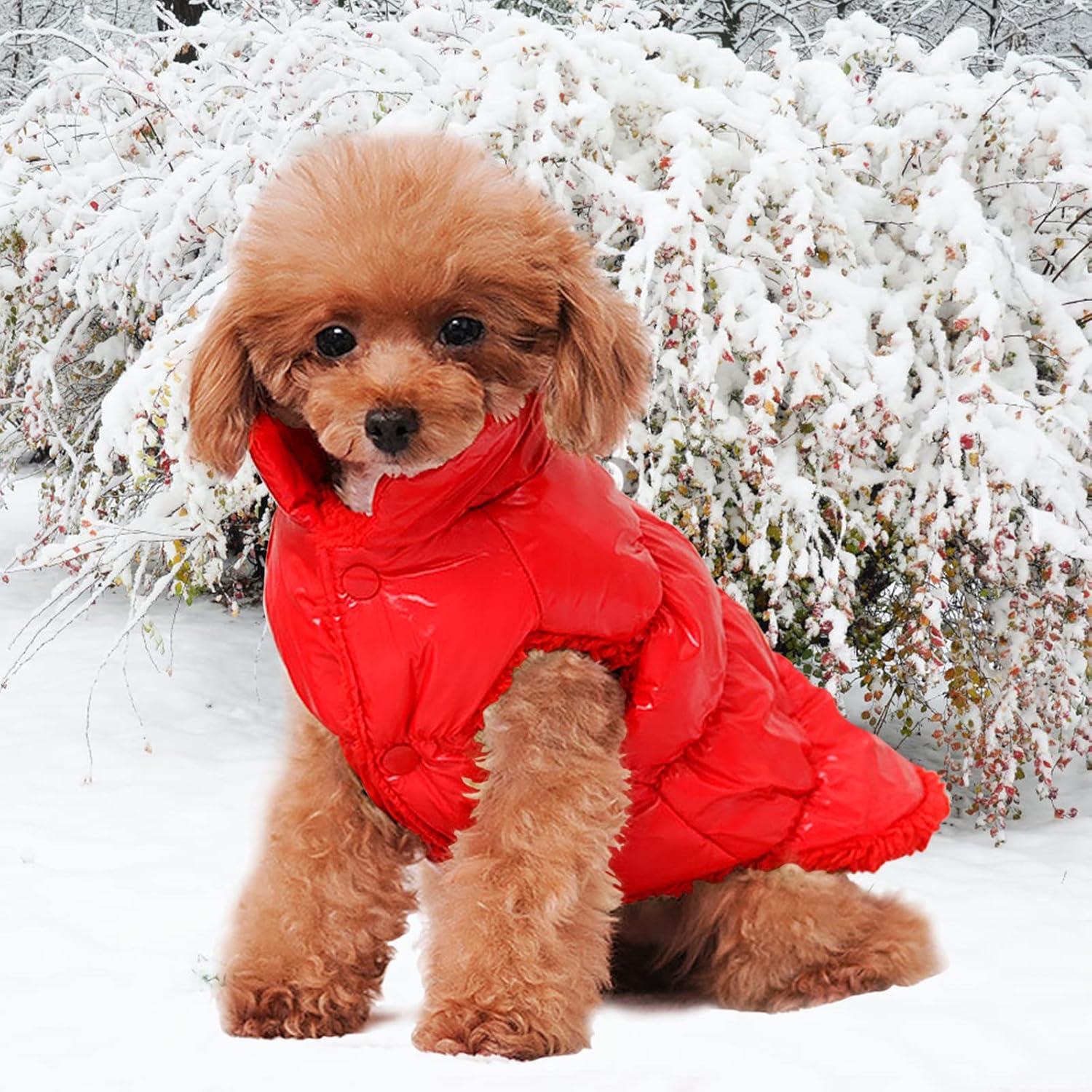 YooGL Dog Winter Coat (L, Red) : Pet Supplies