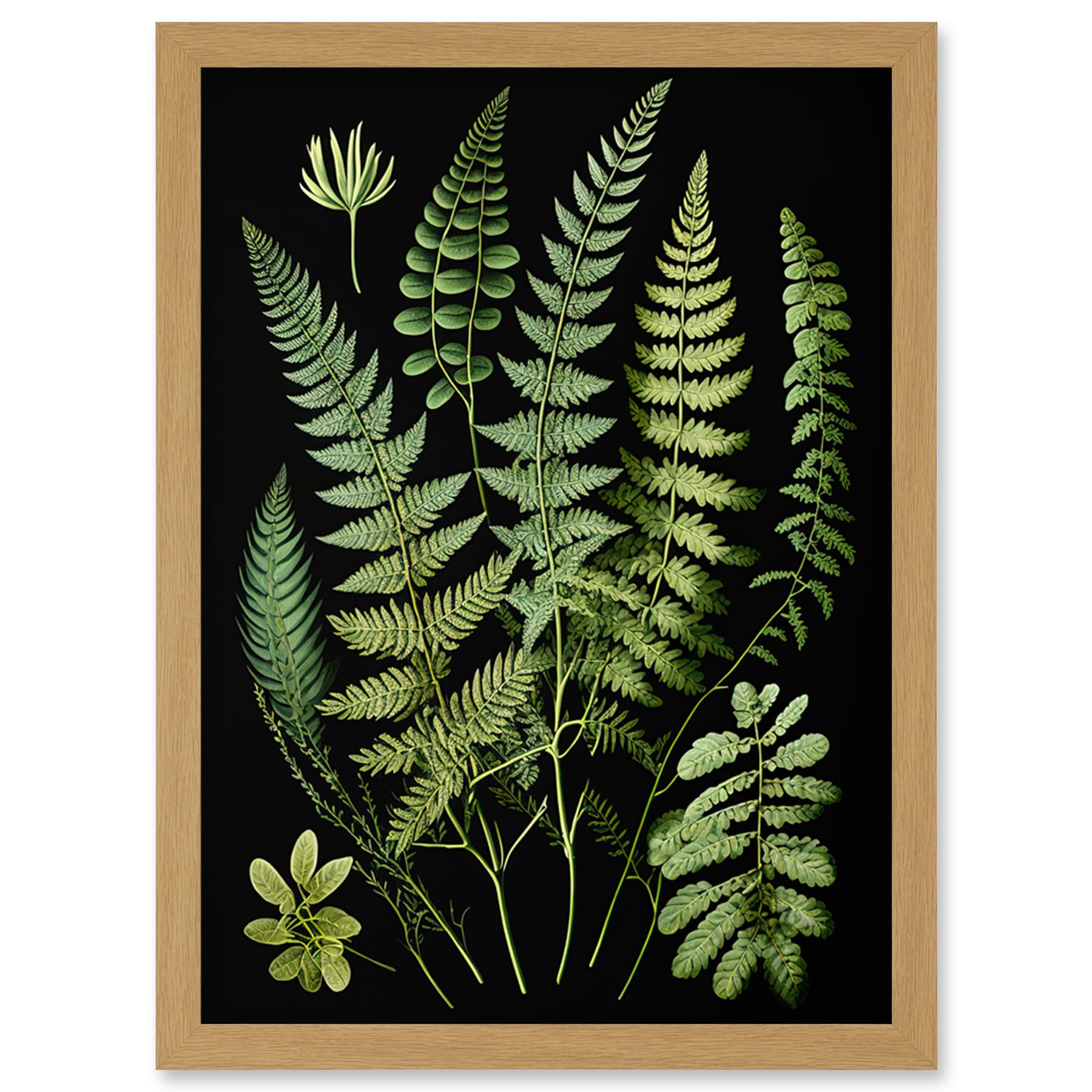 Artery8 Fern Fronds Detailed Leaves Botanical Illustration Artwork Framed Wall Art Print A4