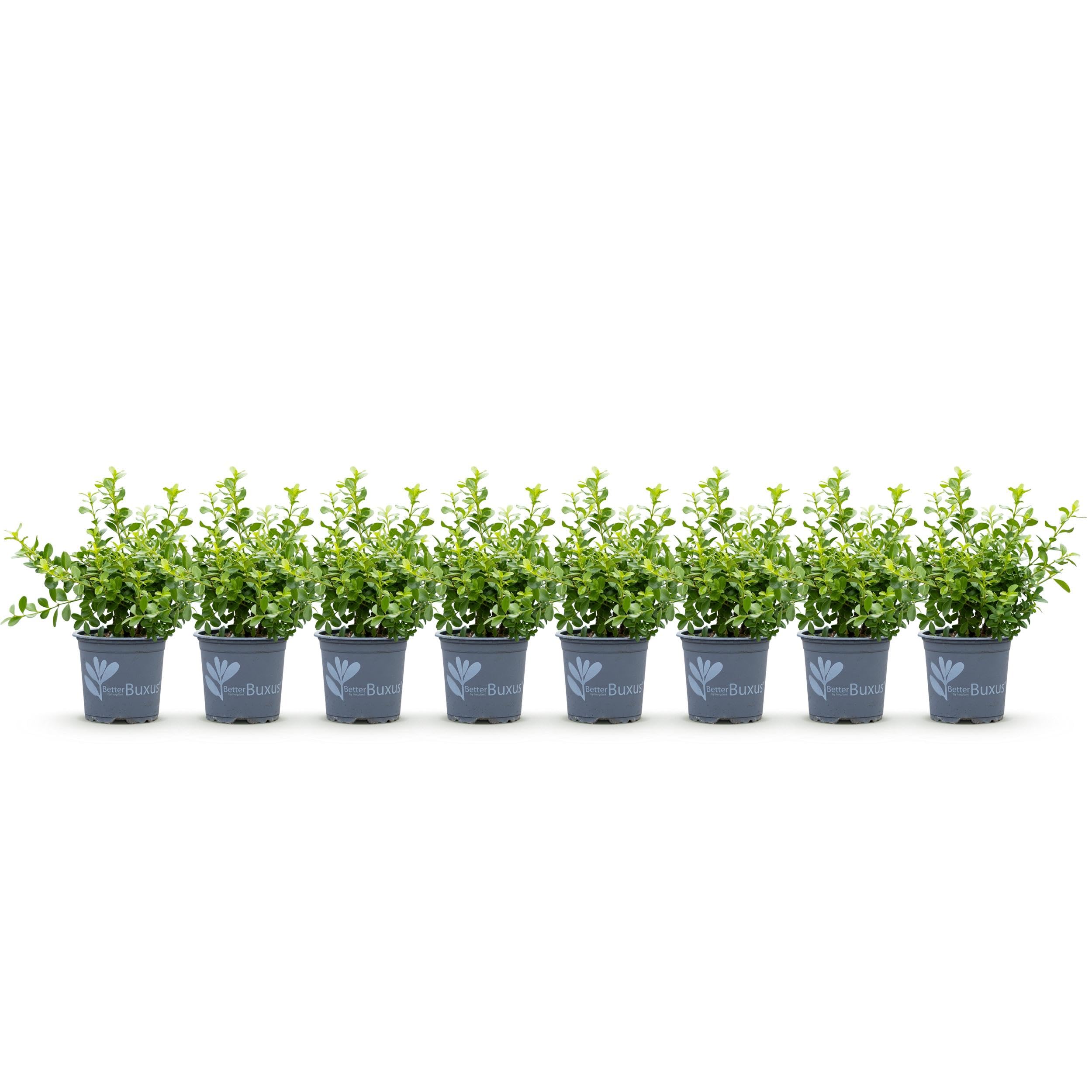 Adieu maladies du buis avec la haie BetterBuxus Babylon Beauty 8 plantes en pot de 9cm