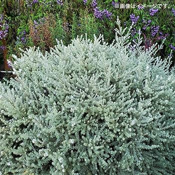 Amazon.co.jp: ウエストリンギア・スモーキーホワイト8号鉢 大苗【品種